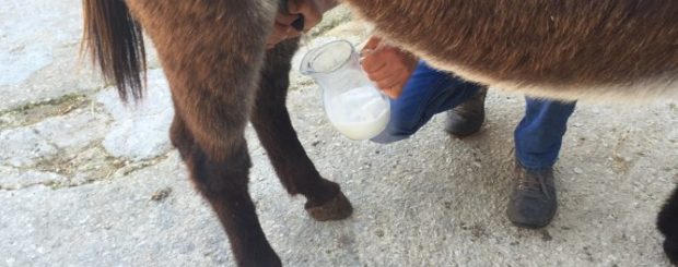Donkey Milk
