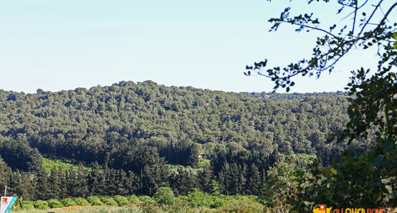 Riserva Naturale Pino d'Aleppo