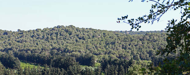 Riserva Naturale Pino d'Aleppo