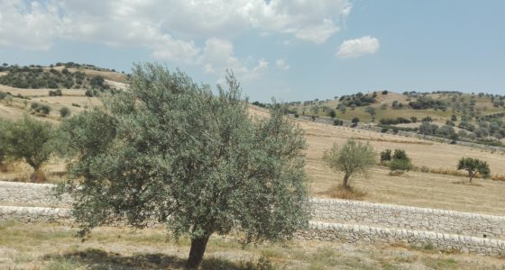 Countryside Ragusa